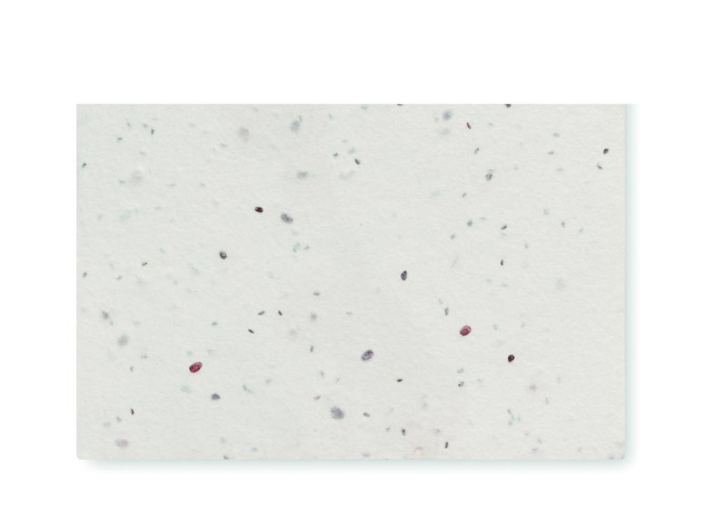 Logo trade advertising product photo of: Wildflower seed business card.