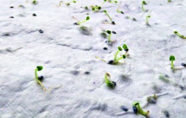 Logotrade promotional product image of: Wildflower seed business card.