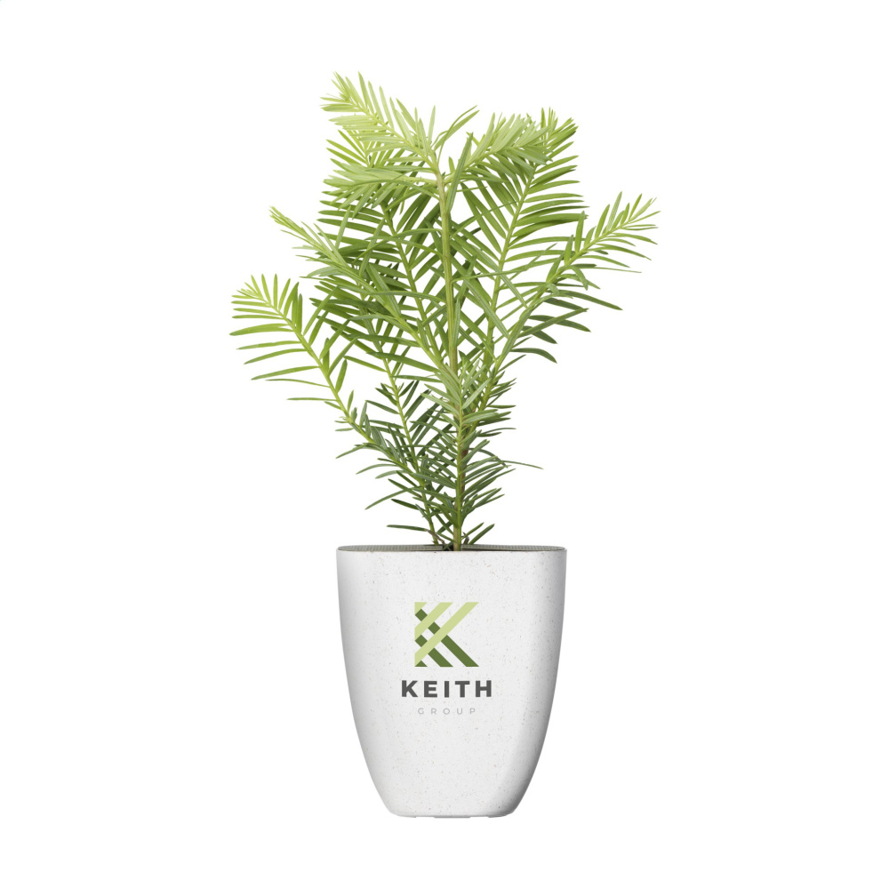 Logo trade firmakingitused foto: Treemore'i kirjakastipuud hiiglaslik sekvoia