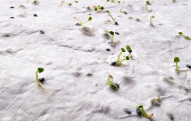 Logotrade liikelahjat kuva: Niittykukkien siemeniä A4